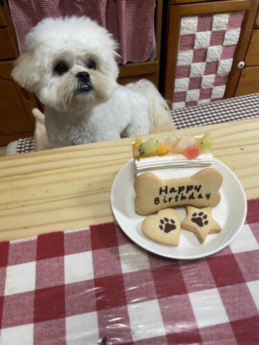 【イオンペット】愛犬の1歳の誕生日祝いました。【ケーキ】